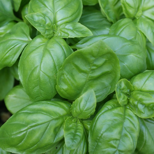 ORGANIC basil (10g)