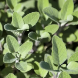 Sage (Salvia officinalis L.) BIO